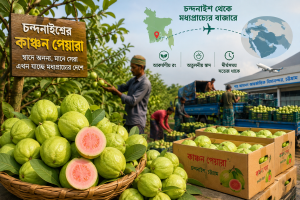 আকর্ষণীয় রং, অতুলনীয় স্বাদ ও দীর্ঘসময় সতেজ থাকার বিশেষ গুণে দেশজুড়ে পরিচিতি পেয়েছে চট্টগ্রামের চন্দনাইশের ‘কাঞ্চন পেয়ারা’। একসময় দেশের বাজারেই সীমাবদ্ধ থাকলেও বর্তমানে এ পেয়ারার চাহিদা বাড়ছে বিদেশেও। কয়েক বছর ধরে রপ্তানিকারকদের মাধ্যমে কাঞ্চন পেয়ারা যাচ্ছে মধ্যপ্রাচ্যের বিভিন্ন দেশে। ফলে স্থানীয় কৃষকদের পাশাপাশি পাইকার ও পরিবহন ব্যবসায়ীদের মধ্যেও তৈরি হয়েছে নতুন সম্ভাবনা।